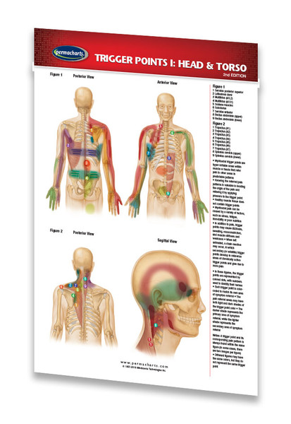 Details about Trigger Points I Chart: Head & Torso - Acupuncture Pocket  Chart Quick Reference
