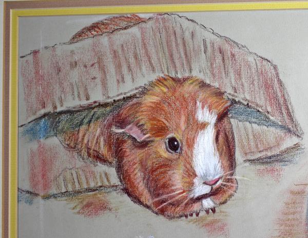 Featured image of post Guinea Pig Drawing How to draw grotty guinea pig from the ugglys pet shop