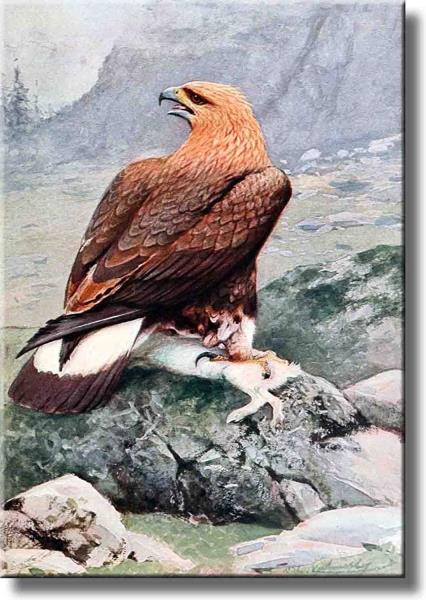 Details About Golden Eagle Flying Picture On Stretched Canvas Wall Art Décor Ready To Hang
