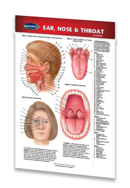 Ear Nose Throat Anatomy Chart