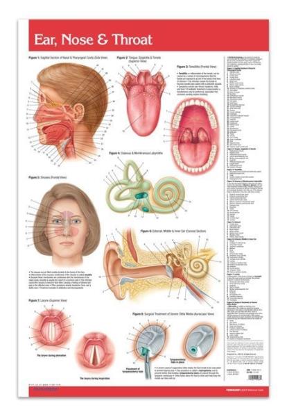 Throat Anatomy Chart
